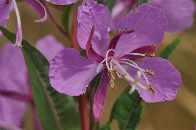 Imagem de Epilobium angustifolium L.