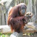 Image of Bornean orangutan