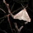 Image of early moth