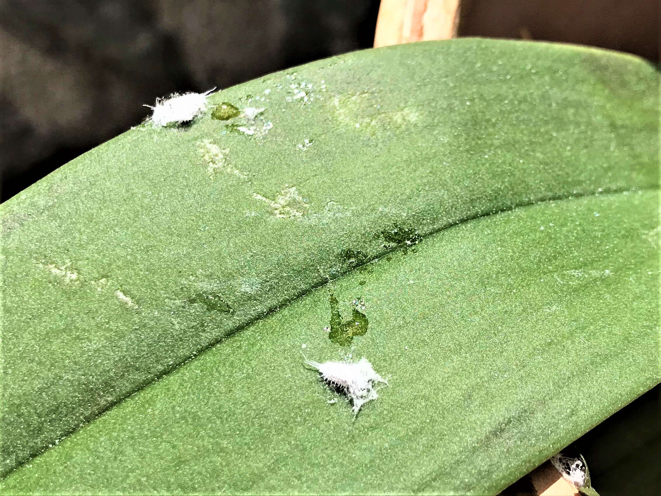 Image of Citrus mealybug