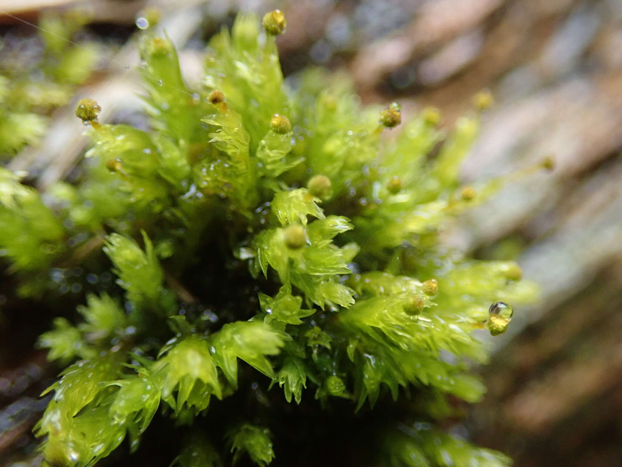 Image of aulacomnium moss