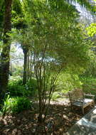 Image of Serpentine Hill raintree