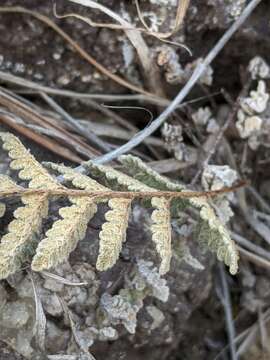 Image of Eaton's lipfern