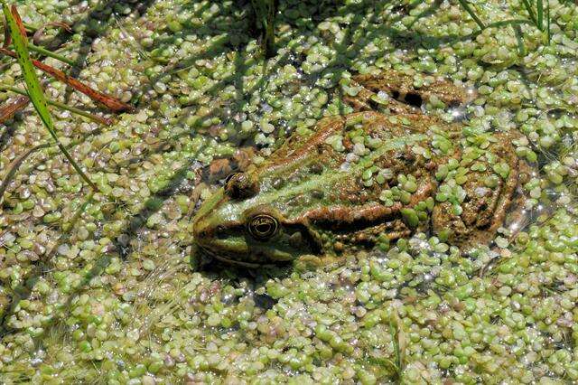 Image of Green Frogs; Water Frogs