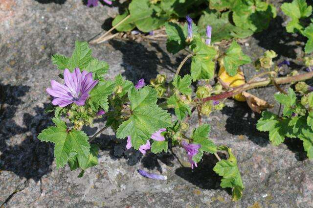 Image of mallow