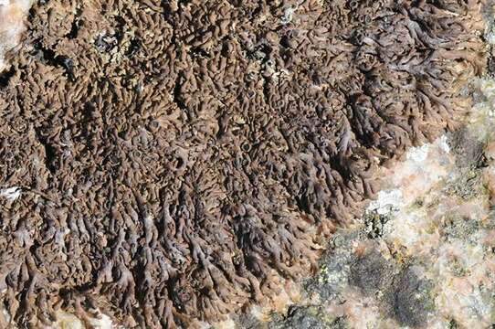 Image of fringed lichen