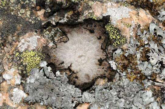 Image of blistered navel lichen