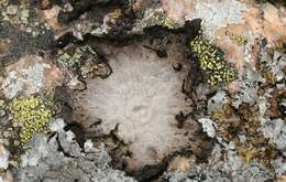 Image of blistered navel lichen