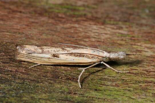 Image de Agriphila