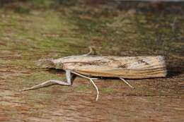 Image de Agriphila