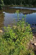 Image of Bugleweed