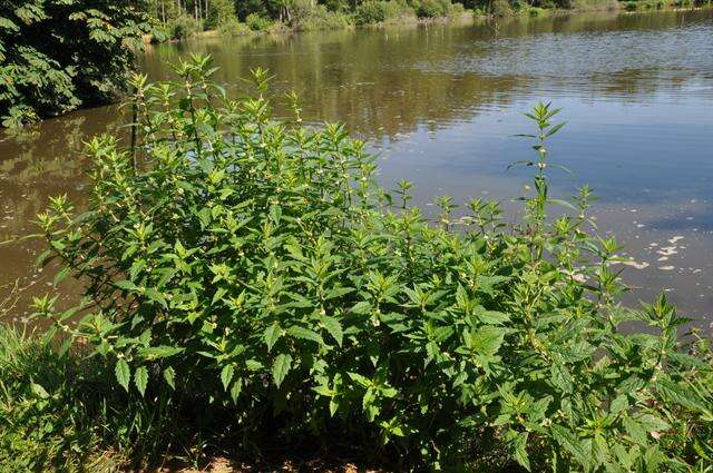 Image of Bugleweed