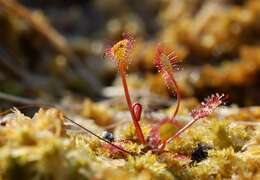 Image of Sundews