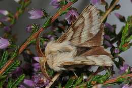 Image of Tent caterpillar