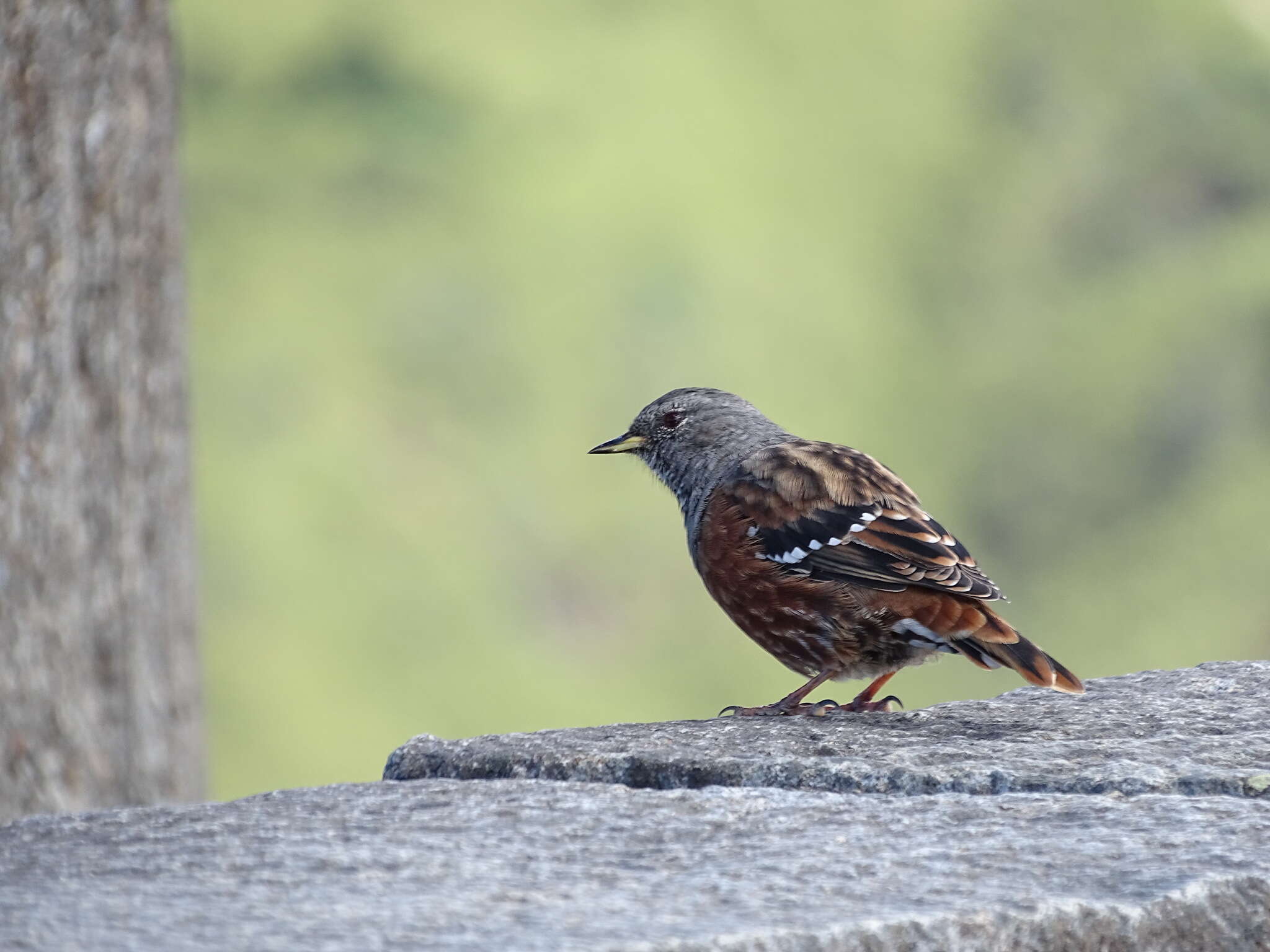 Image of Alpine Accentor