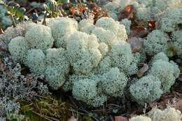 Image of star reindeer lichen