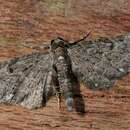 Imagem de Eupithecia tripunctaria Herrich-Schäffer 1857