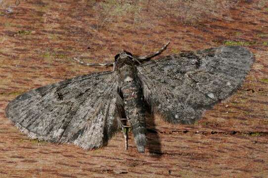 Image of white-spotted pug