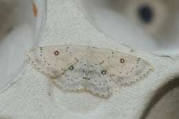 صورة Cyclophora