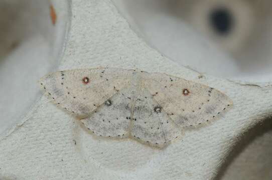 Cyclophora resmi