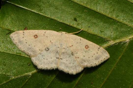 Cyclophora resmi