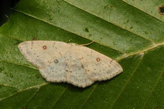 Cyclophora resmi