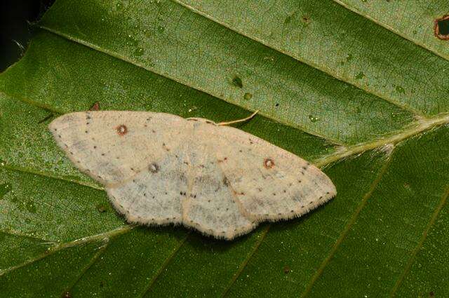 صورة Cyclophora