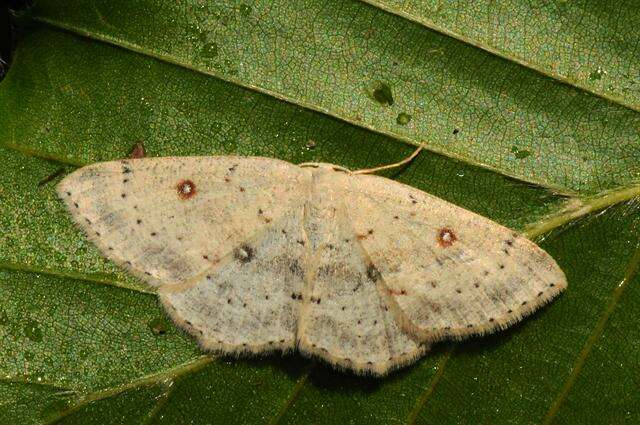 صورة Cyclophora