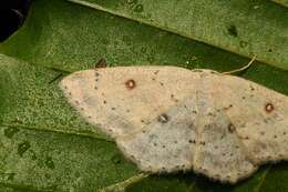 صورة Cyclophora