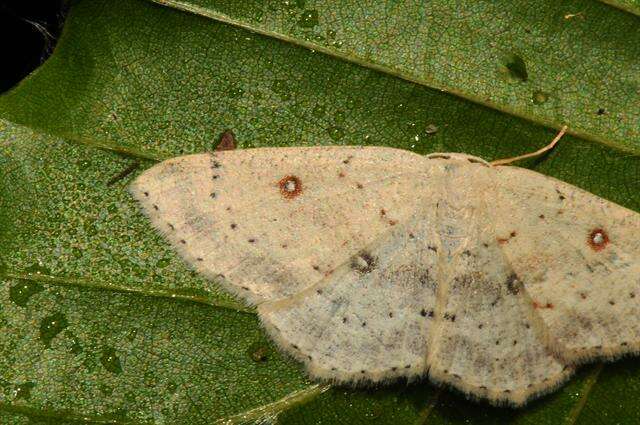 صورة Cyclophora