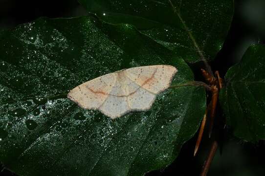 Cyclophora resmi