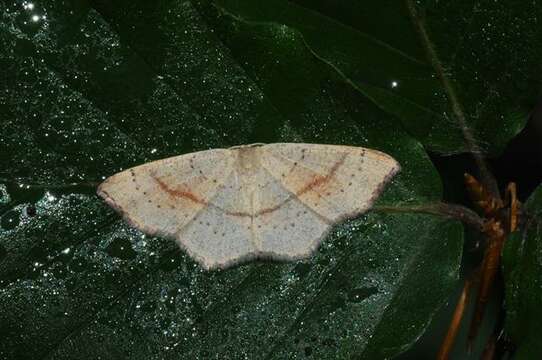 Cyclophora resmi