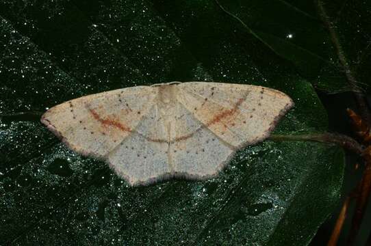 Cyclophora resmi