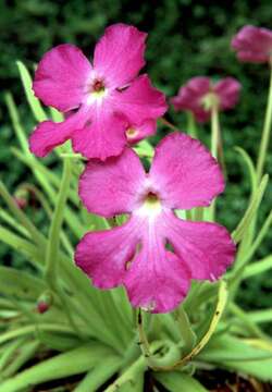 Image of Pinguicula gypsicola T. S. Brandeg.