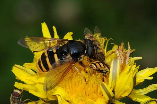 صورة Sericomyia