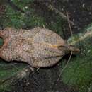 Acleris emargana Fabricius 1775的圖片