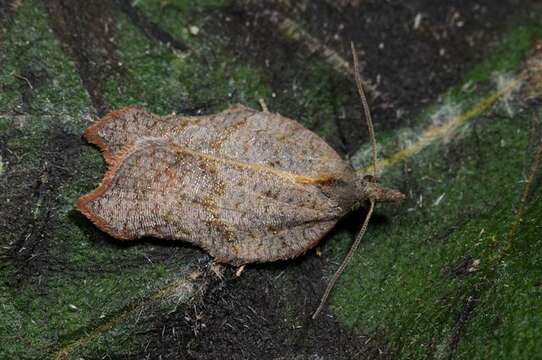 Image of Acleris