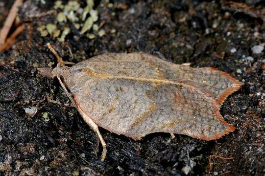 Image of Acleris