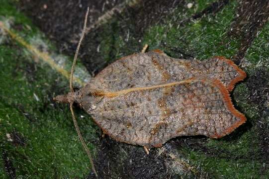 Image of Acleris