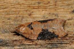 Image of broad-barred button moth