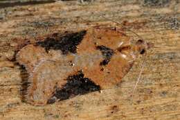 Image of broad-barred button moth