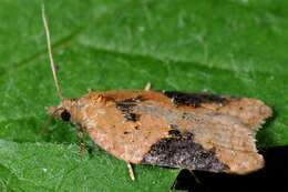 Image of broad-barred button moth