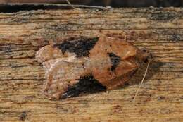 Image of broad-barred button moth