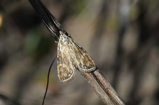 Image of Elophila