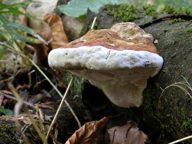 Image of Ganoderma