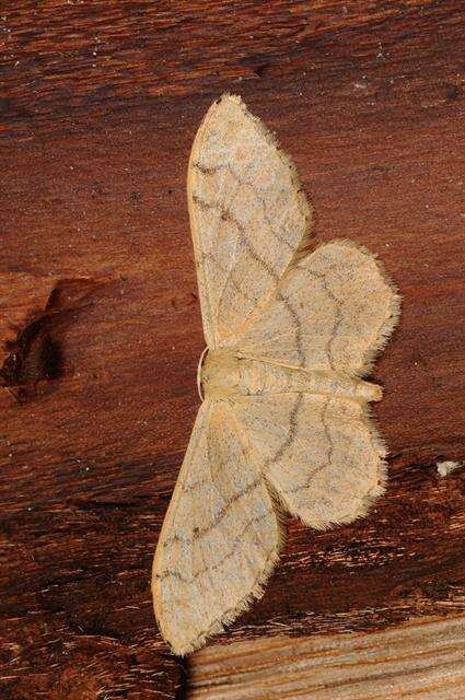 Image de Idaea