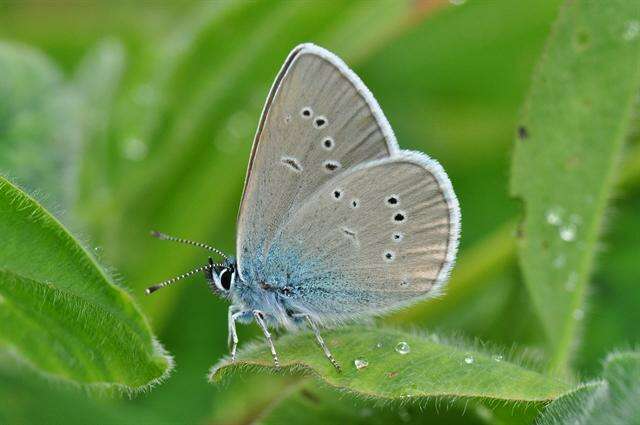 Sivun Cyaniris kuva