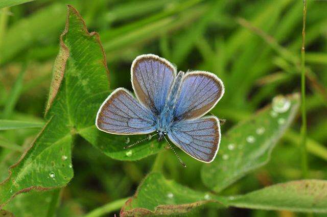 Image of Cyaniris