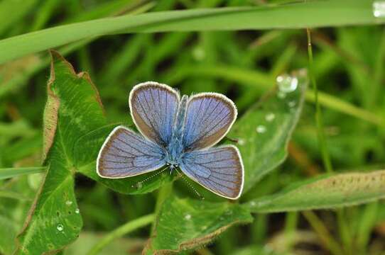 Sivun Cyaniris kuva