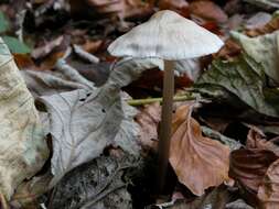 Image of Bonnet Mushroom